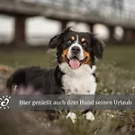 Lägenhet De Boeoek Wattenmeer & Wohlfuehlen *