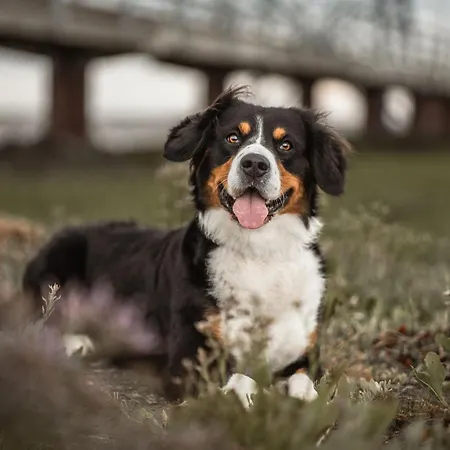 De Boeoek Wattenmeer & Wohlfuehlen Апартаменты
